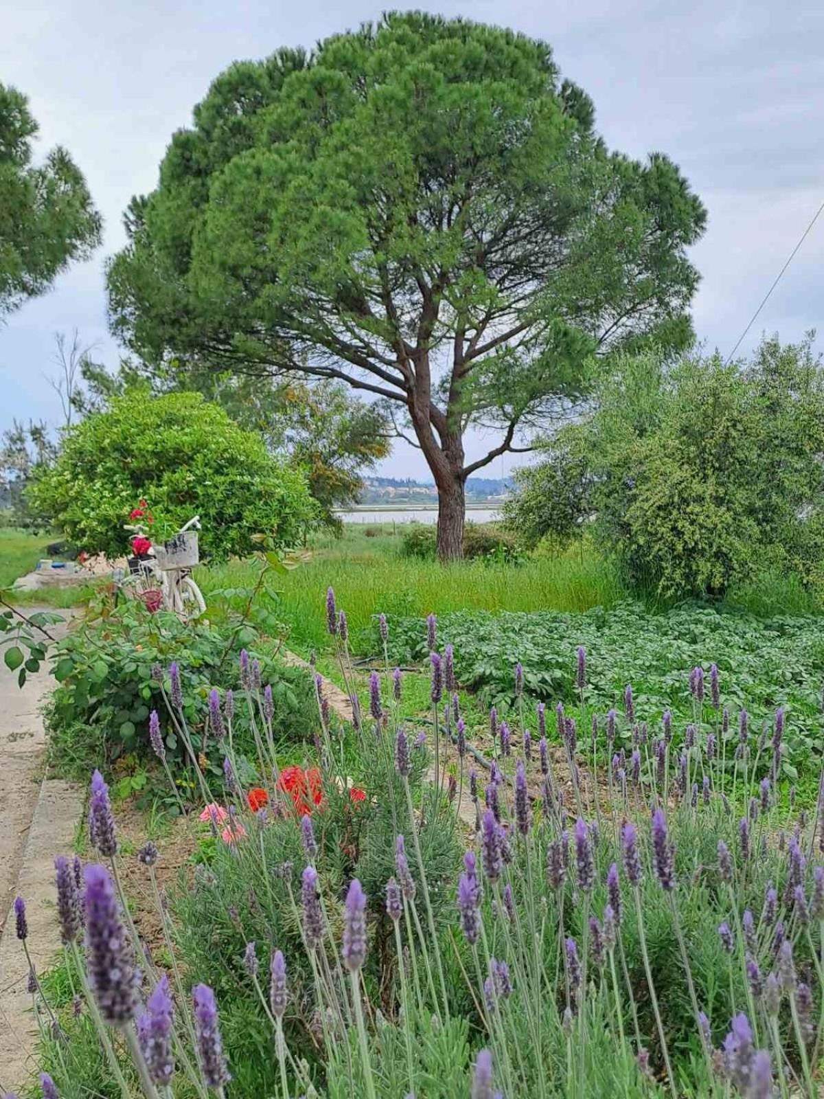 Corfu Lakeside Cottage カノニ エクステリア 写真